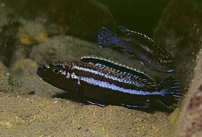 Melanochromis simulans 'Ntekete'